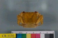 藏品(紅螯螳臂蟹)的圖片